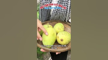 Xoài cát Hoà Lộc đặc sản Cái Bè Tiền Giang #tuyettiengiang #xoaisaymuoiot #xoaicathoaloc