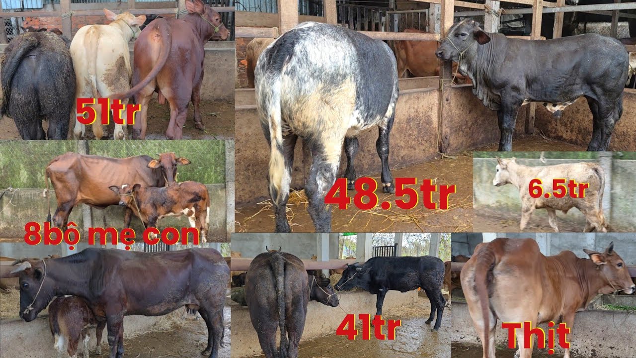 27/2 cái 3b 6.5tr.bò đực đẹp.8 bộ mẹ con bò thịt bò sát vv.. sđt:0382073270