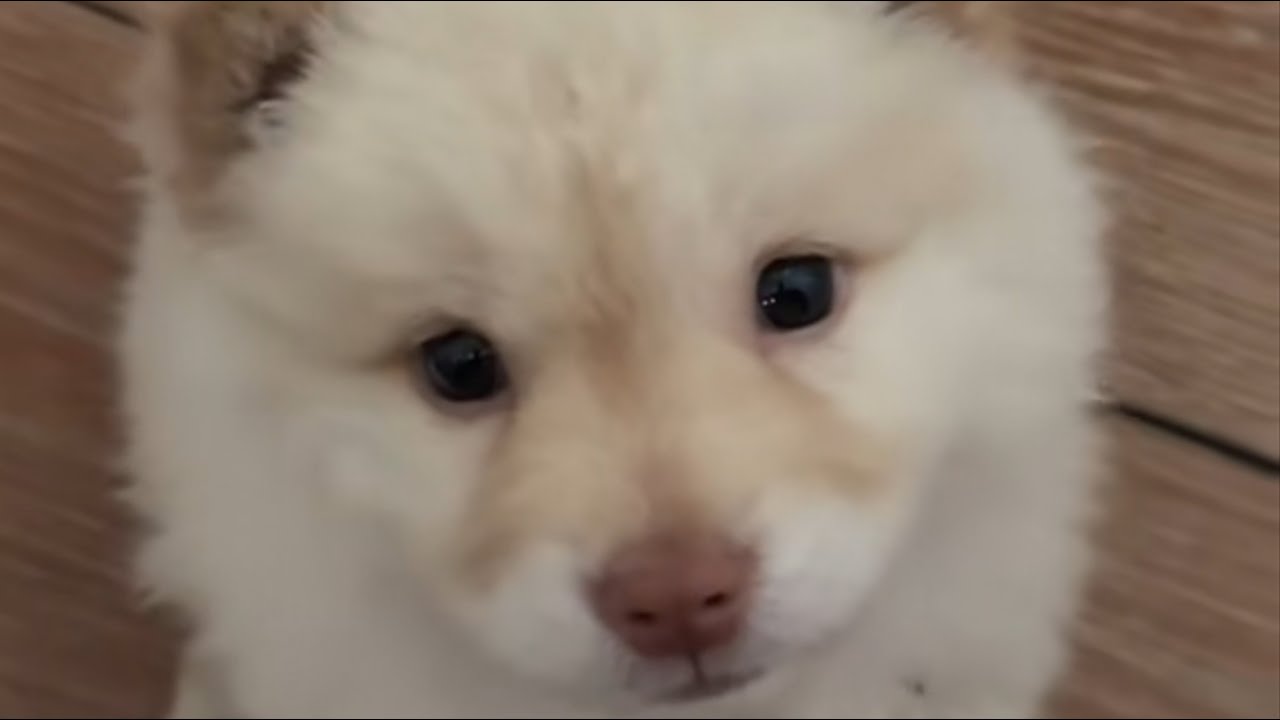 Брошенный щенок, запертый в клетке, получил второй шанс на любовь