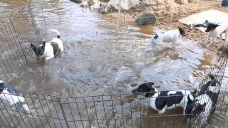 Tenterfield Terriers at the River....