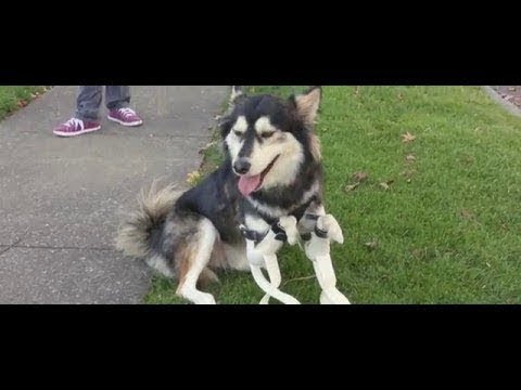 Video: Født med fødselsdefekter, Derby hunden kan nu leve livet til fulde!