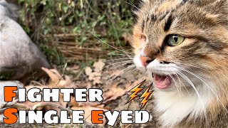 Brave, single eyed female cat by Cats Land 330 views 4 months ago 4 minutes, 53 seconds