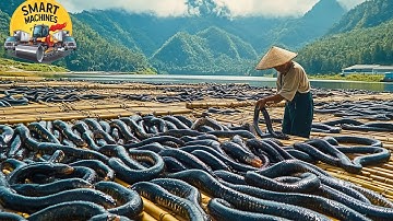 Leech Farming Techniques - How the Chinese Raise and Consume Billions of Leeches - Leech Processing