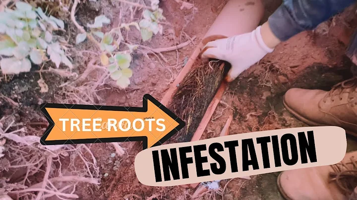 How to Replace Old Clay Pipe Using the Pipe Bursting Method Must Watch!