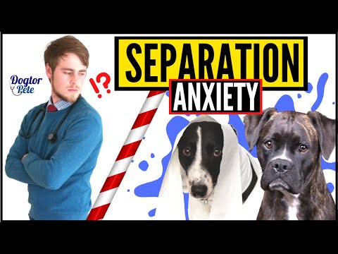 Video: Zeptejte se Vet: Proč někteří psi dostanou úzkost odloučení?
