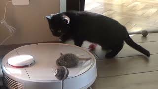 WHITEY THE BLACK KITTEN playing with cat toys by kotomaniak 68 views 2 years ago 9 minutes, 53 seconds