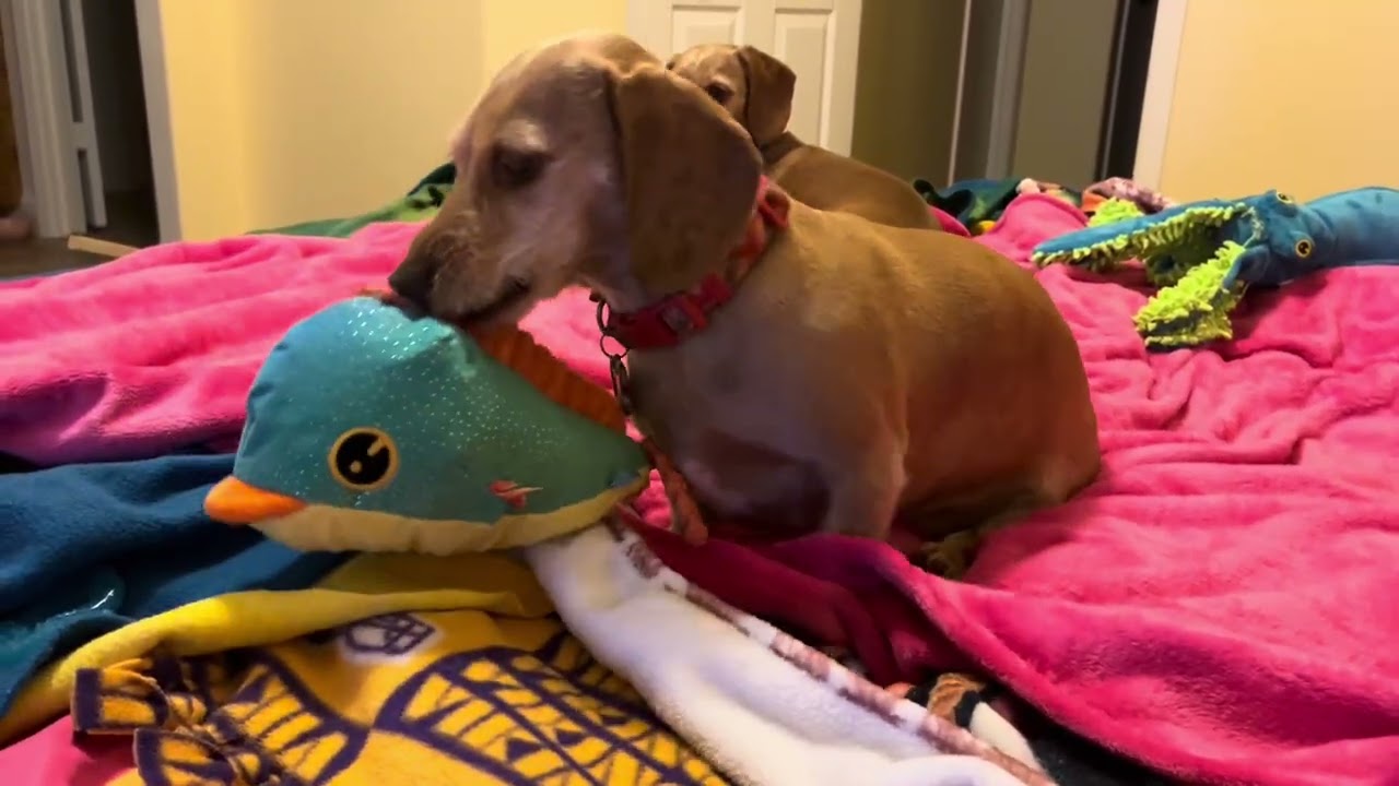 Wirehair twins. Furever best friends side by side 