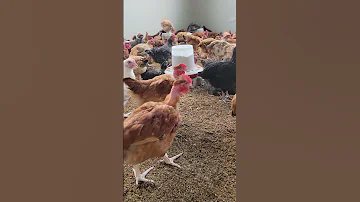 Chotara Wa Miezi 3 Wamebaki 900 Chicken Mgl 