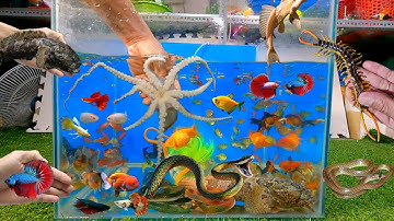 Tổng hợp các loại cá cảnh đẹp, cá lia thia, cá betta, cá bảy màu, bạch tuộc, rắn