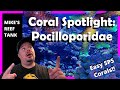 Easy SPS Corals? Meet Family Pocilloporidae! Coral Spotlight