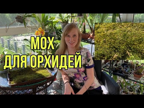 В этом мхе корни орхидей прут! Чем отличается мох для орхидей