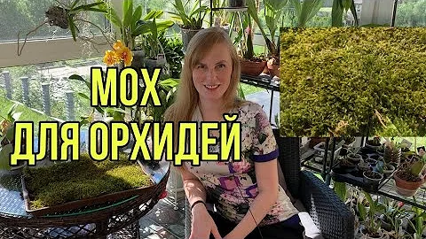 В этом мхе корни орхидей прут! Чем отличается мох для орхидей