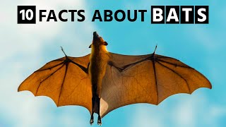 Mind Blowing Facts About Bats | The Animal Explorer