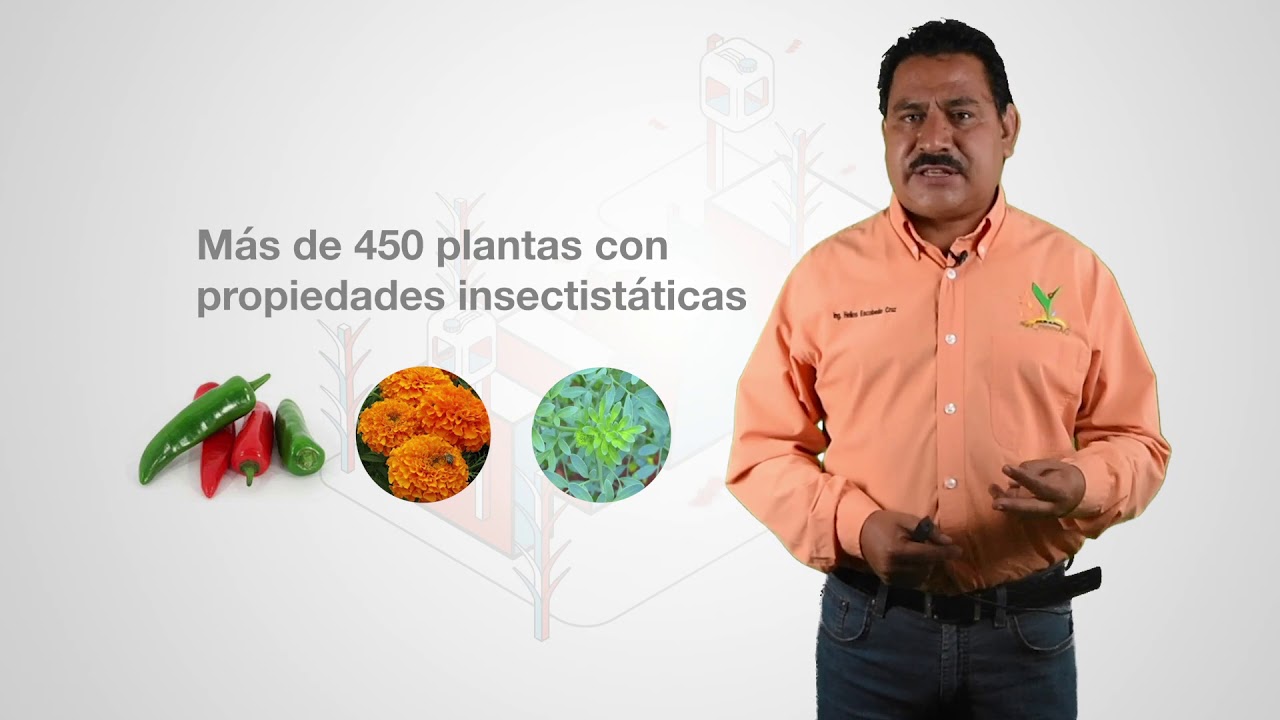 Extractos vegetales para el control de plagas