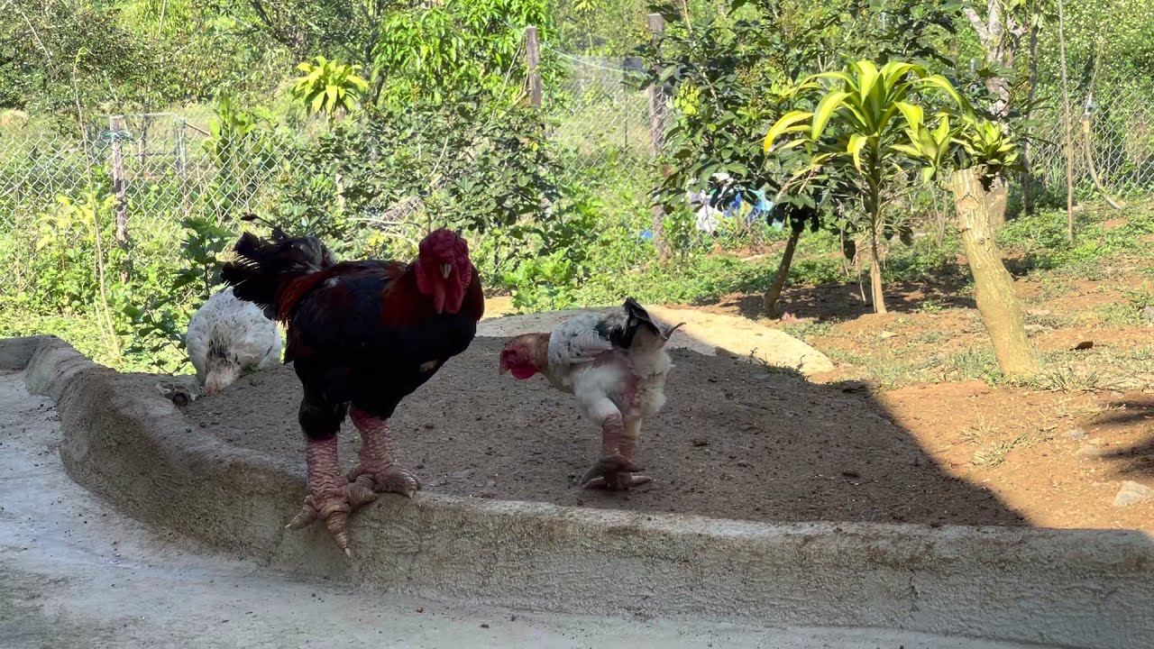 Cách Nhận Biết Gà Đá Thuần Chủng - Bí Quyết Sư Kê