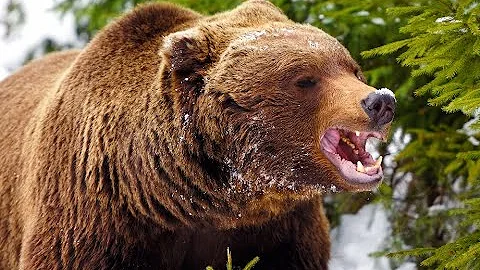 This Grizzly Bear Maimed Charles Mock
