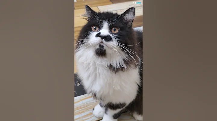 Watch the video about P-195 ➡️ Panda 😻