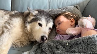 Old Husky Falls Asleep Cuddling My Baby!😭.