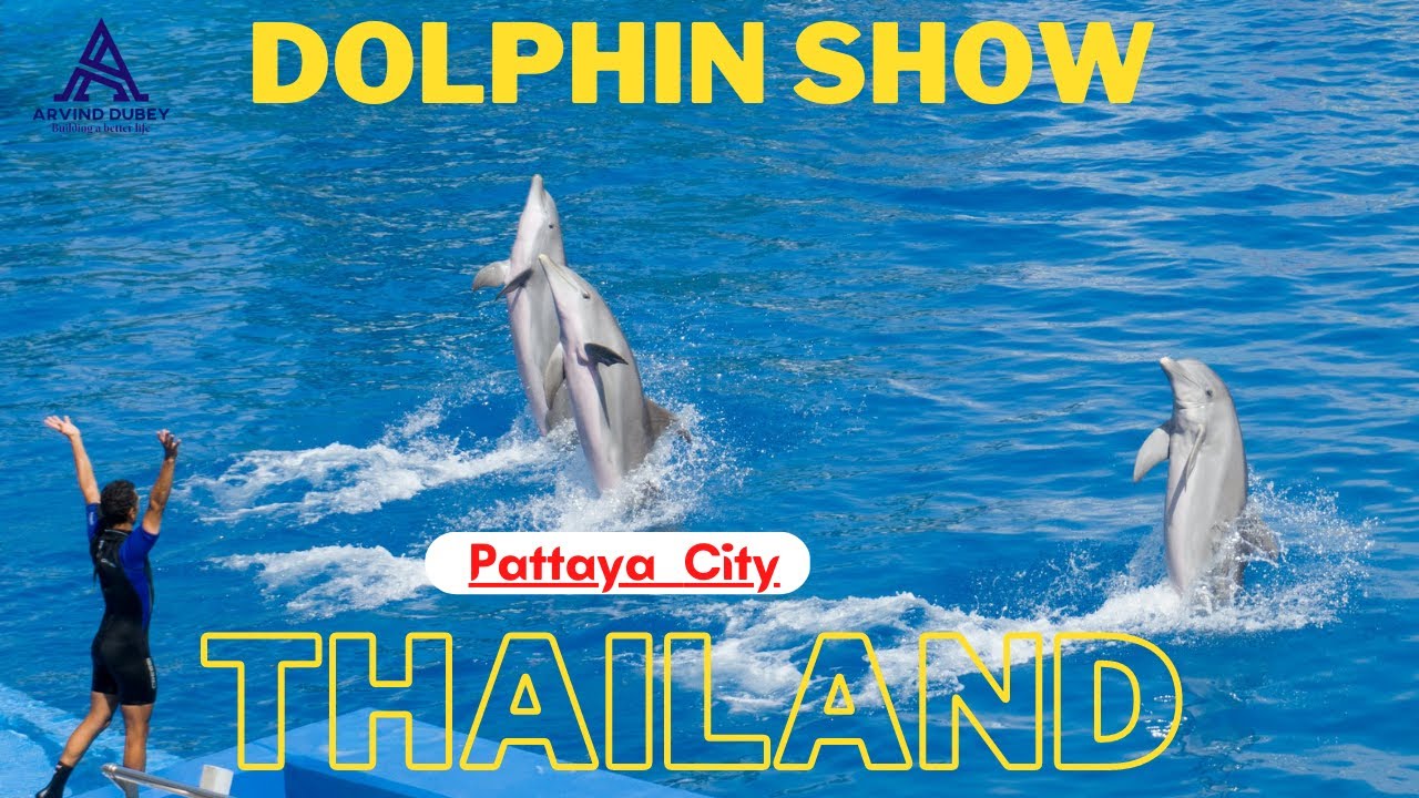 Dolphin Show In Thailand || Feat & Stunt By Trained Dolphin @Pattaya
