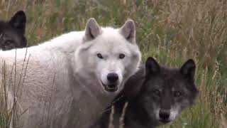 Wolf Pack Animals by ONLINE THEPLANET 549 views 3 years ago 1 minute, 45 seconds