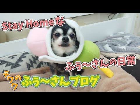 ふぅ～さんのStay Home　🐾チワワのふぅ～さんブログ🐾