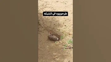 صيد الأرنب 