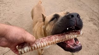 Sweet Natured Corso Wants To Share His Birthday Treat With Combative Sister | Atlas by The Dog Messiah 1,764 views 3 days ago 12 minutes, 17 seconds