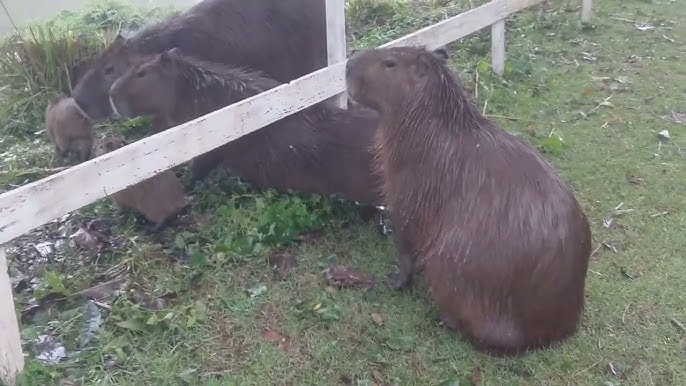 Capivara é vista em rua do Pulicano em Franca; animal teria voltado para  mata sozinho