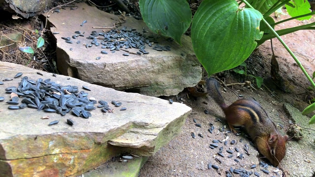 The Chipmunk's Expert Cheek Stuffing Skills in Action