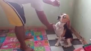 Dog Training Basic Obedience By Jacyn Dalipe