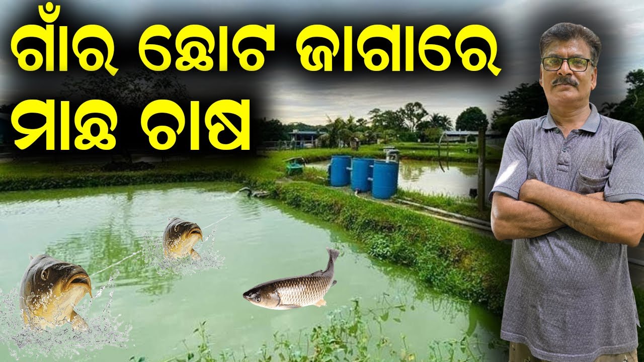 ଛୋଟ ଜାଗାରେ ମାଛ ଚାଷ || How to start fish farming in a small space? 
