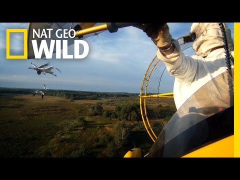 Videó: Whooping Cranes Texasban: Hogyan és hol nézhető