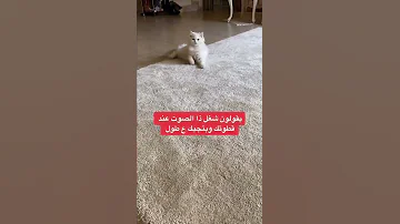 صوت القطط 