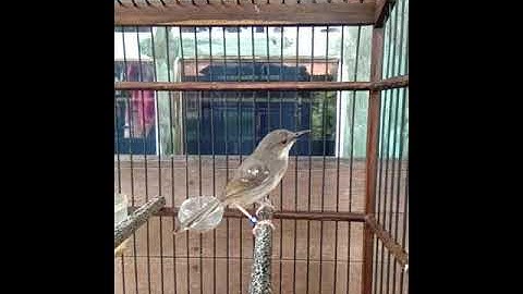 ciblek kristal brem cililin