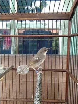 ciblek kristal brem cililin