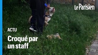 Lucky, un bichon de 3 ans meurt entre les crocs d'un American staff, ses maîtres portent plainte