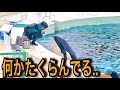 【サプライズ】シャチからの贈り物　鴨川シーワールド　ラビー