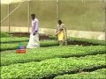 Biju’s vegetable nursery Kattappana Business