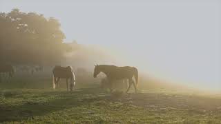 Episode 17: Are You Helping Or Interfering With Your Horse When Riding?