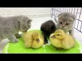 Kittens playing with ducklings | Funny moments