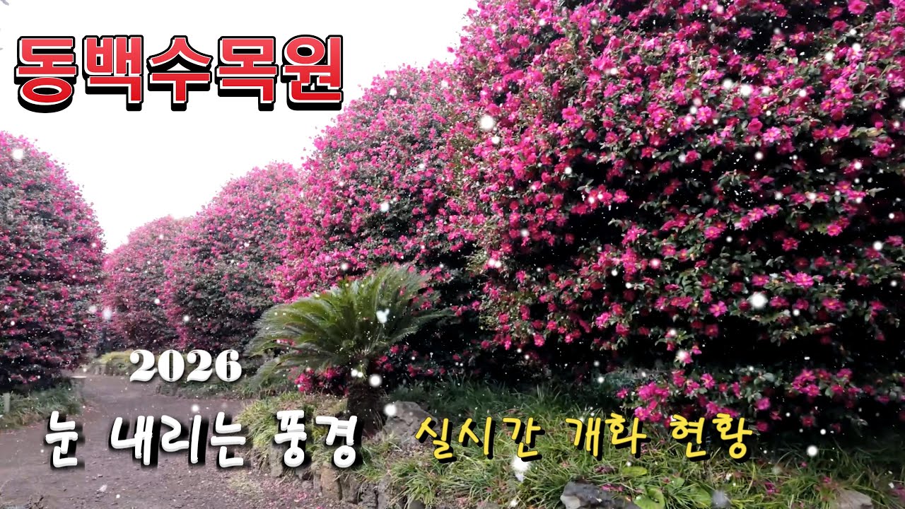 2026년 겨울, 눈 내리는 제주 동백수목원 | 80% 개화 실시간 풍경