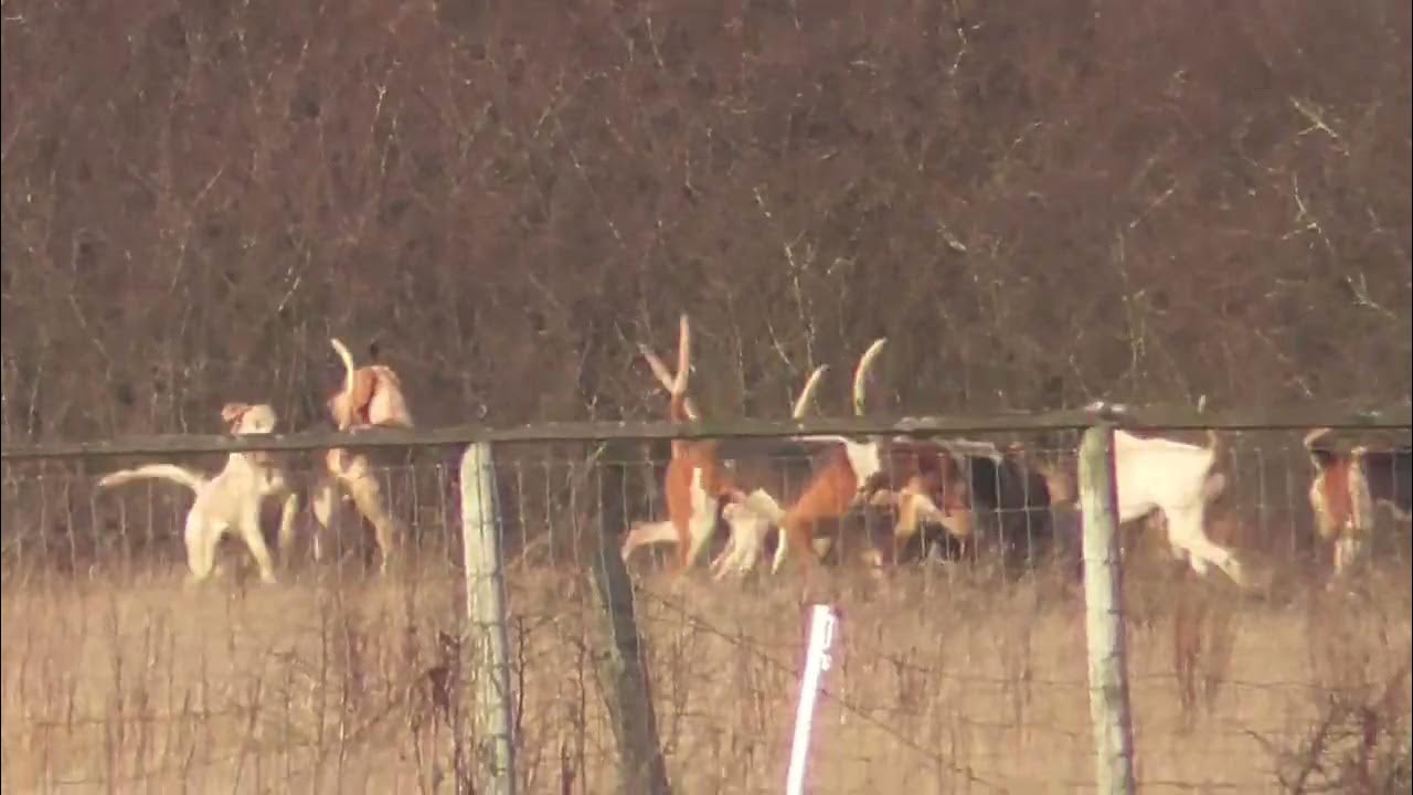 North Cotswold Hunt kill fox 15th February 2023 YouTube