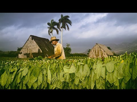 Video: Tabaco Fragante: Decoración De Cualquier Parterre