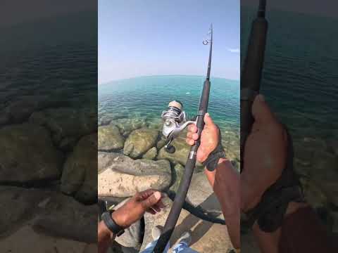 طريقة صيد سمك البياض بلطعم الحي مثل الساردين والكشكوش