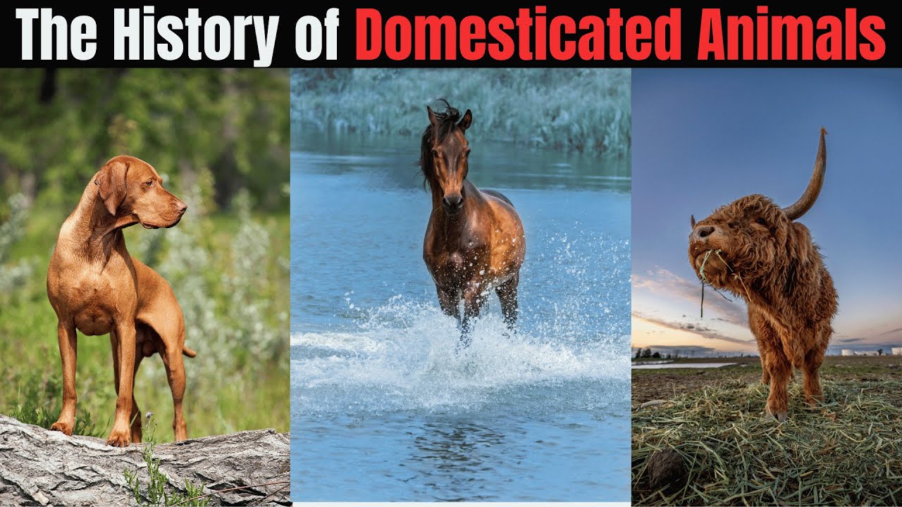 The Fascinating History of Domesticated Animals - YouTube