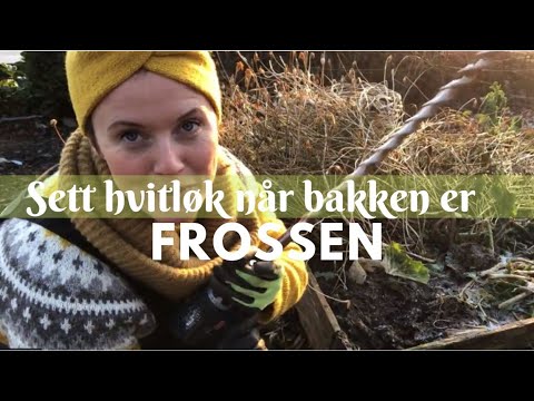 Video: Hvordan Lagrer Du Hvitløk Hjemme?