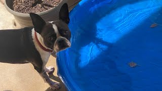 Smart Boston Terrier Conquers the Scary Water