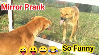 Mirror Prank Dog Hilarious | Funny Reaction | May 2021 Top Collection😝it is so funny to watch