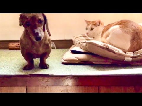 犬と猫の距離は縮まったのか？