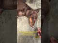 Mocha Sausage street dog /VIPets help them by subscription~All the channel revenue goes back to Dogs